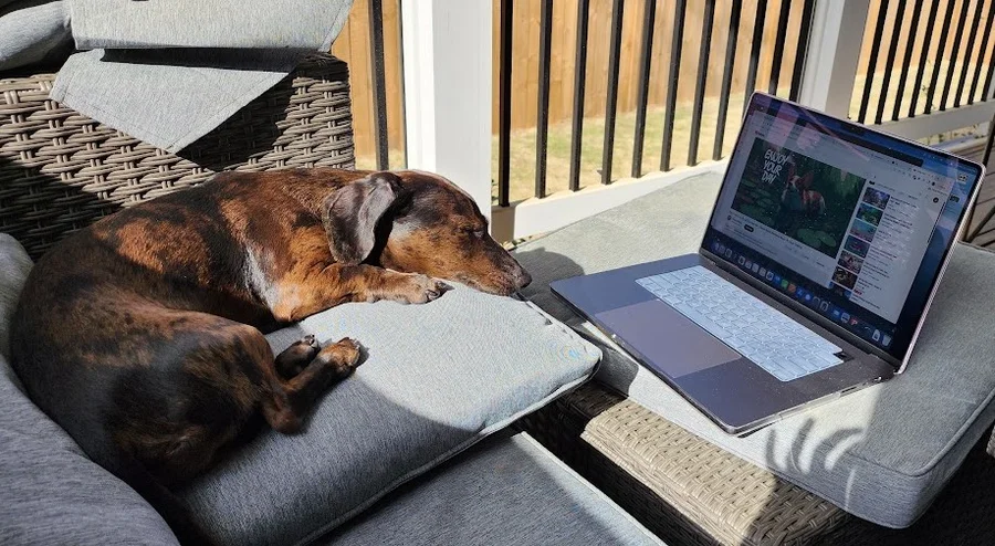 D’Artagnan napping on a sunny patio cushion in front of a laptop playing a relaxing video