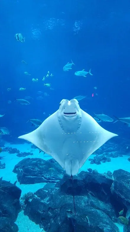 Aquariums