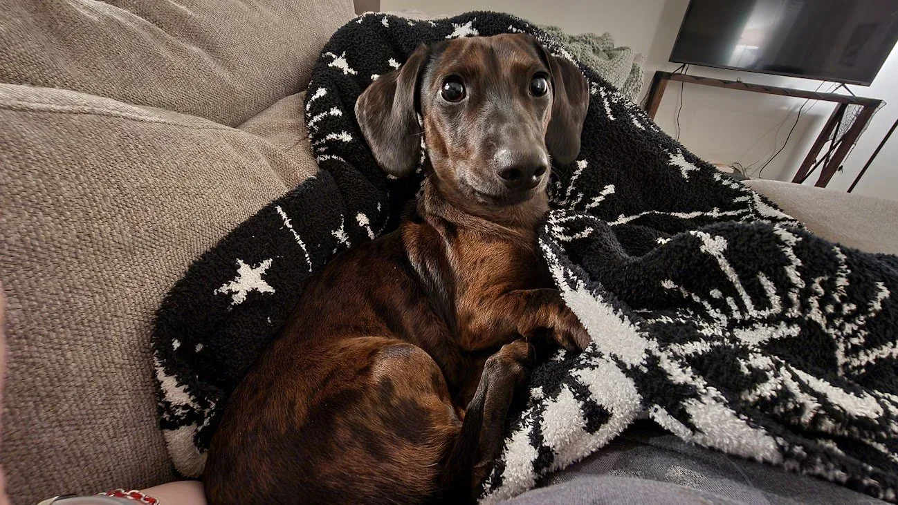 The best dog